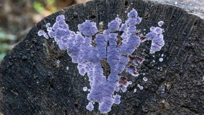 Fascinating Fungi: Unsung Heroes of Our Preserves | Midpeninsula